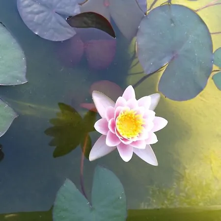 Messapica, Casa Veranda