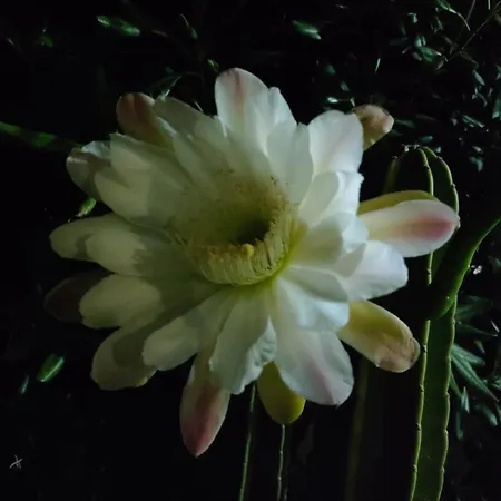 Messapica, Casa Veranda Lecce