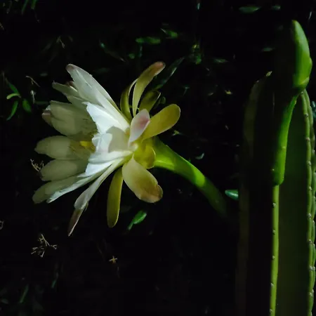 Villa Messapica, Casa Veranda